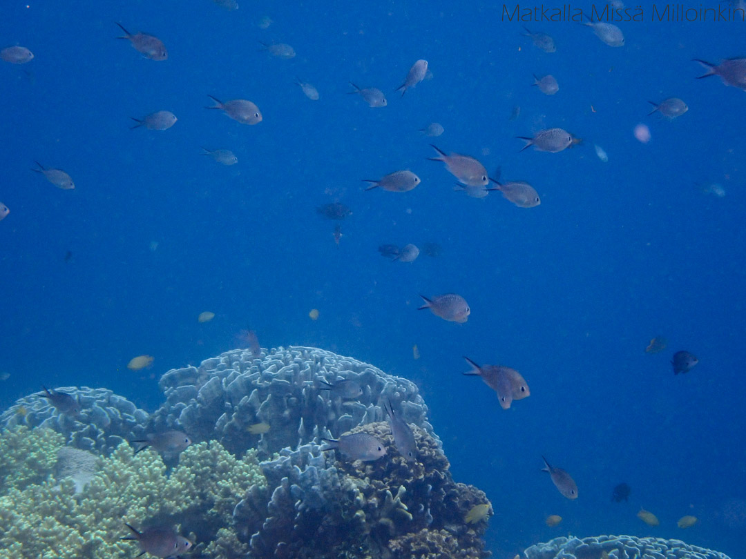 snorklaus Pamilacan-saari, Bohol Filippiinit