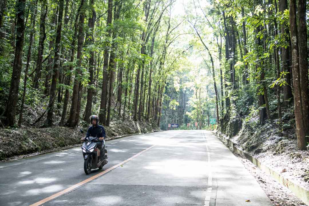 Bilar Man-Made Forest, Bohol Filippiinit