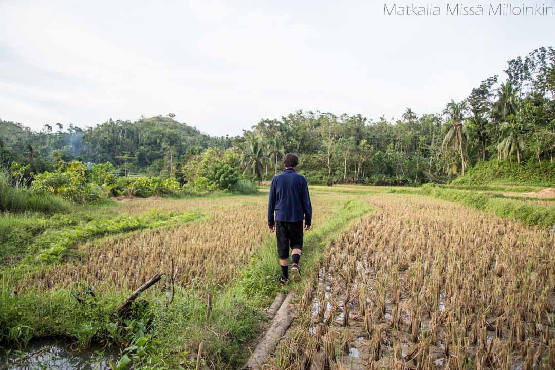 Monteverden yökävely, tukaani. Costa Rica.