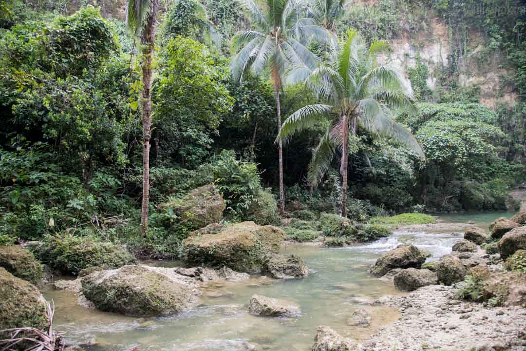 Monteverden yökävely, tukaani. Costa Rica.