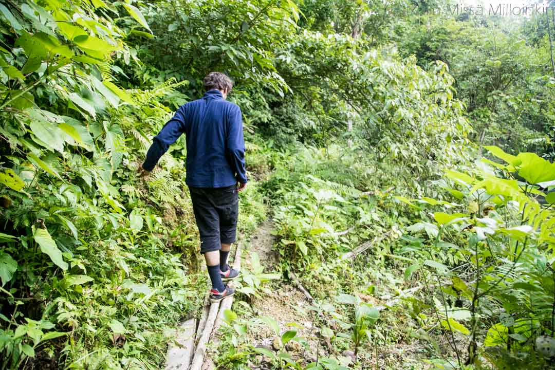 Monteverden yökävely, tukaani. Costa Rica.