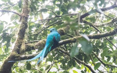Costa Rica – Monteverden pilvimetsä