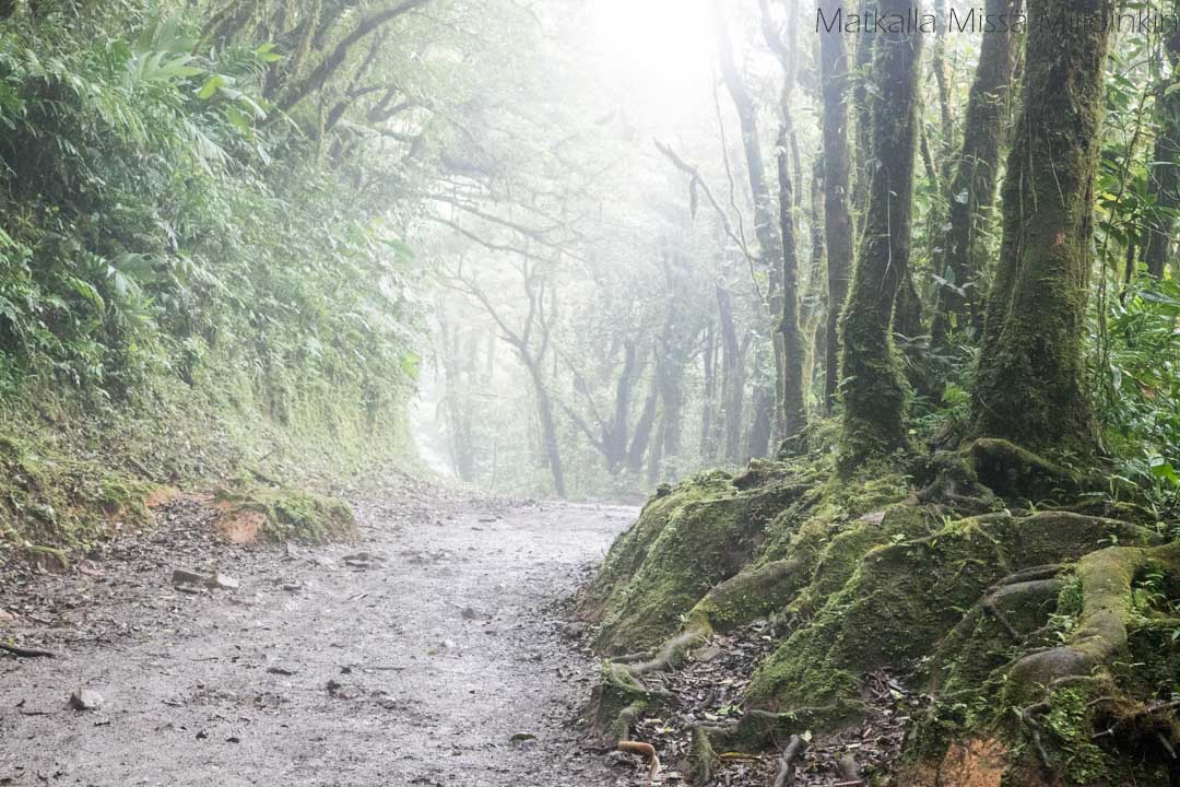 Monteverden pilvimetsä, Costa Rica
