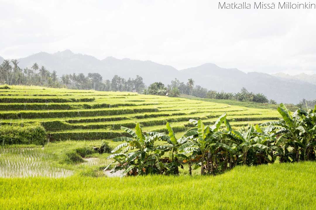 riisiterassit, Bohol Filippiinit-