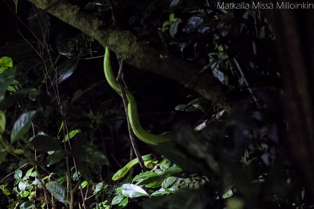 Monteverden yökävely, Costa Rica
