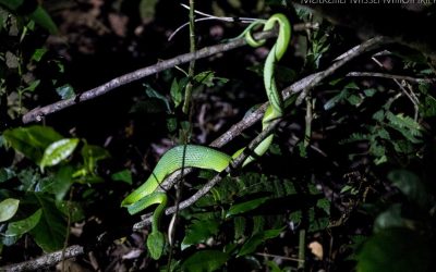 Costa Rica – Yökävely Monteverden pilvimetsässä