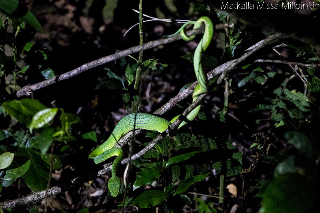Monteverden yökävely, käärme. Costa Rica.
