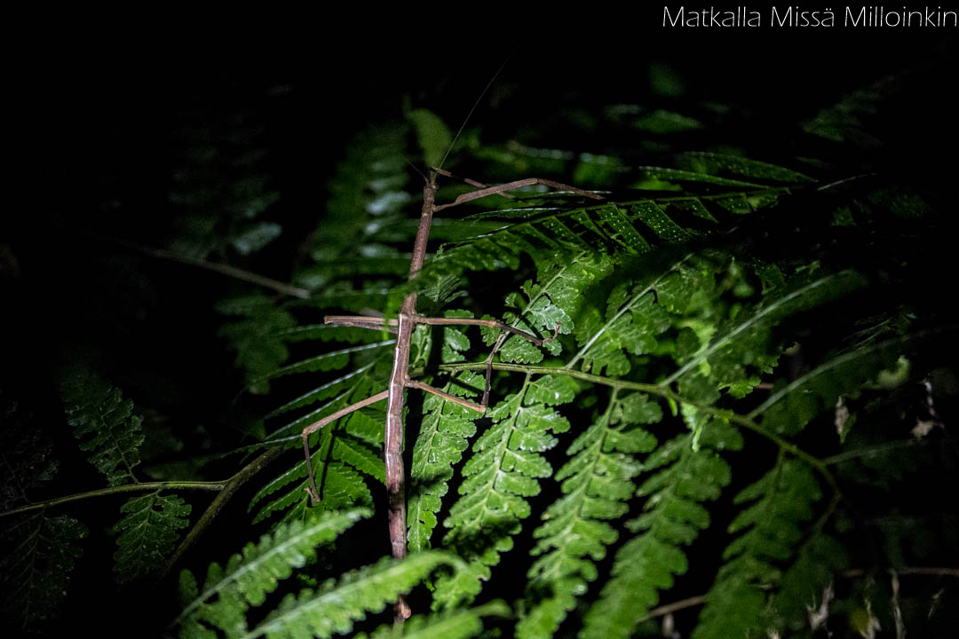 Monteverden yökävely, walking stick. Costa Rica.