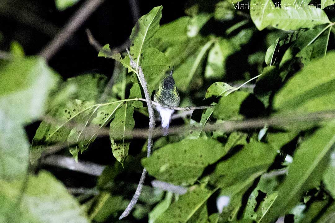 Monteverden yökävely, colibri. Costa Rica.