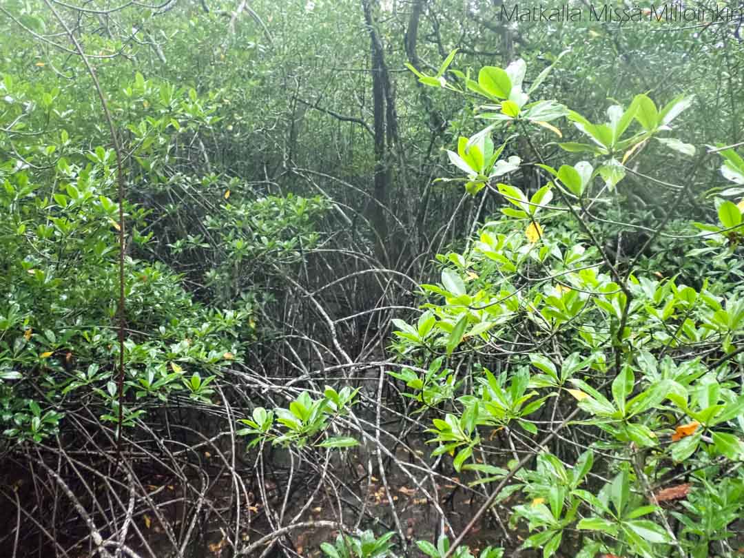 Manuel Antonion kansallispuiston mangrovemetsää
