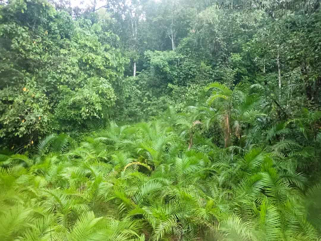 Manuel Antonion kansallispuiston sademetsää