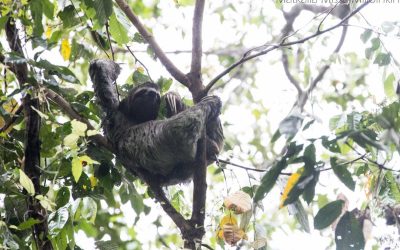 Costa Rica – Manuel Antonion kansallispuisto