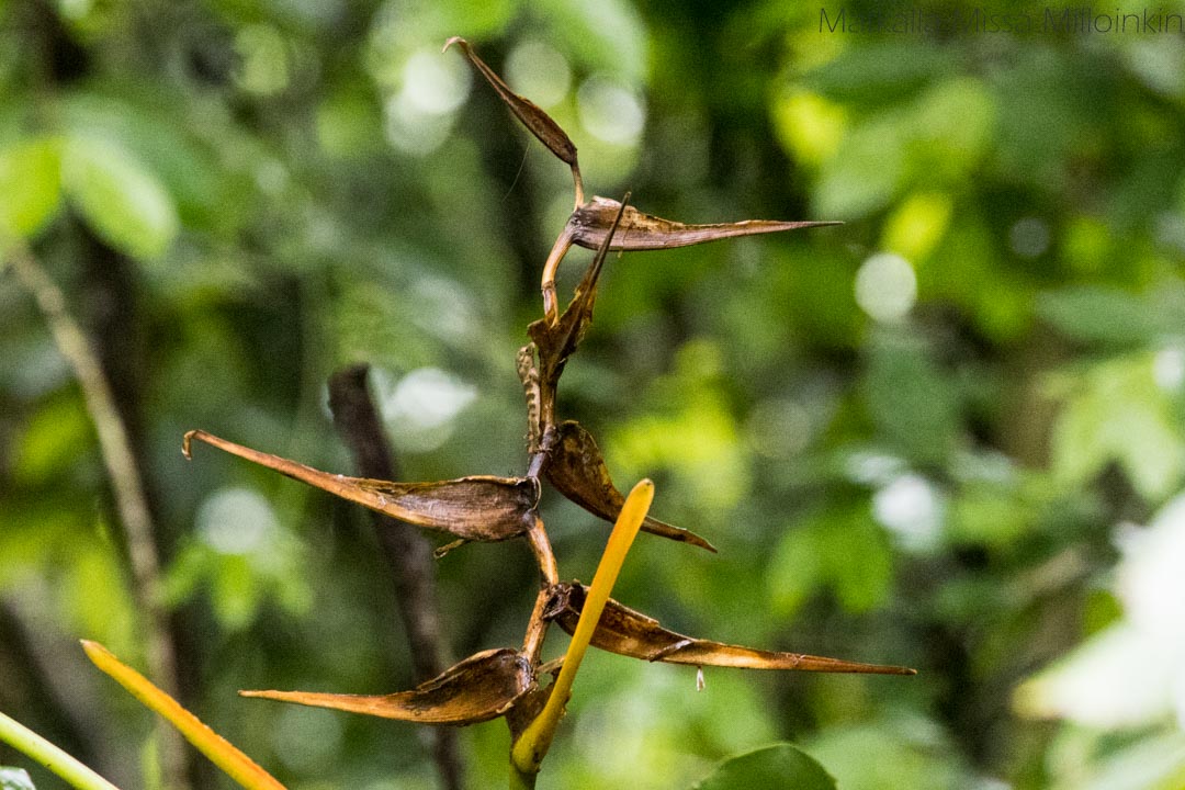 lisko Manuel Antonion kansallispuistossa Costa Ricassa