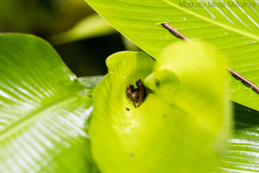 hämähäkki Manuel Antonion kansallispuistossa Costa Ricassa