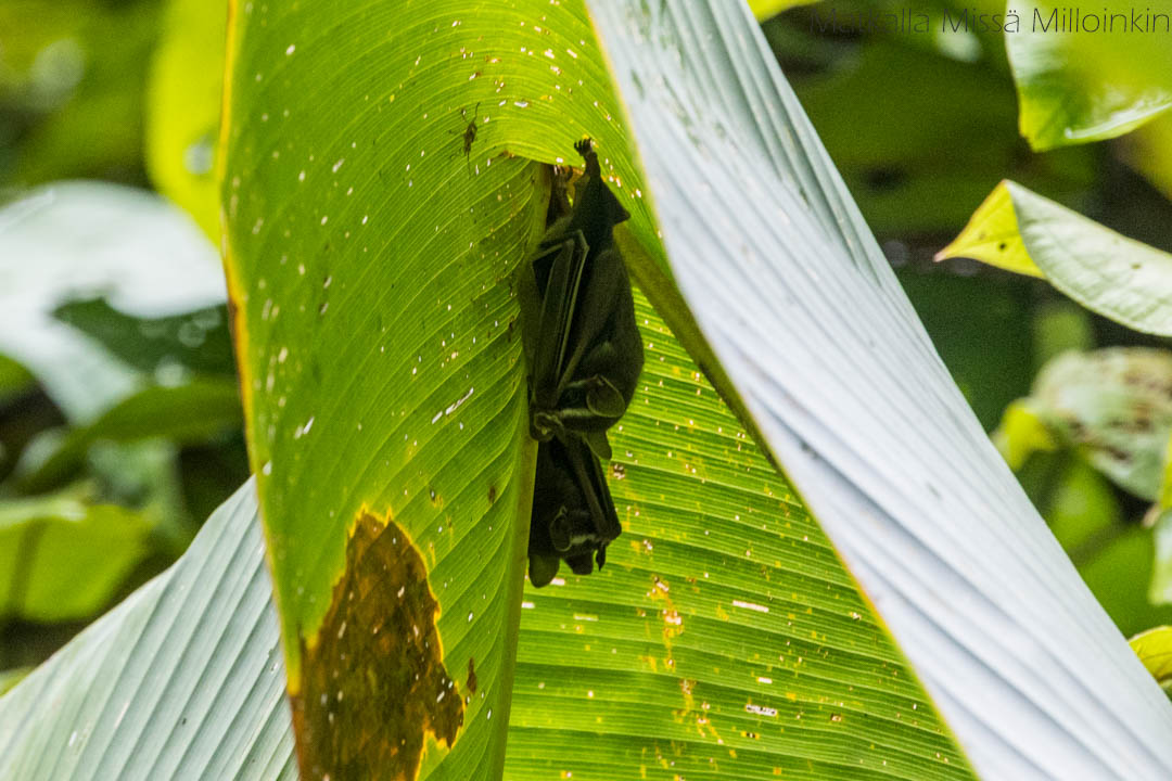 lepakko Manuel Antonion kansallispuistossa Costa Ricassa