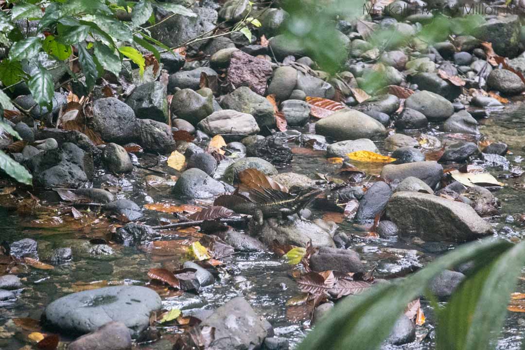 lisko Manuel Antonion kansallispuistossa Costa Ricassa