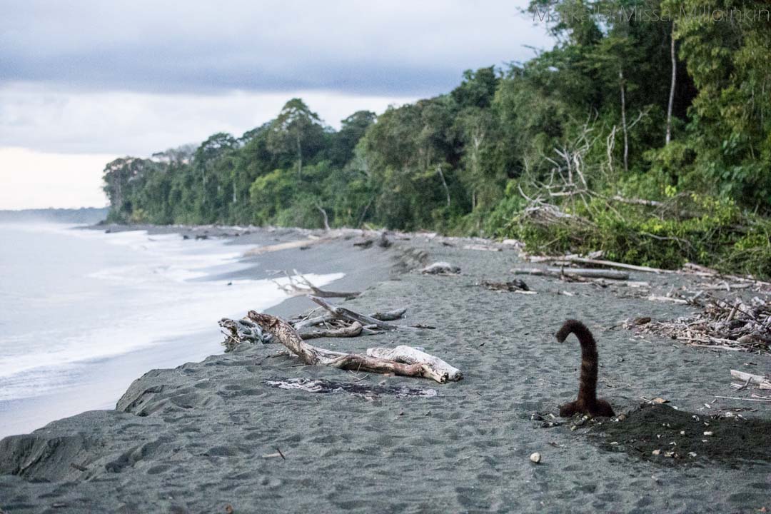 nenäkarhu, Corcovadon kansallispuisto Costa Rica