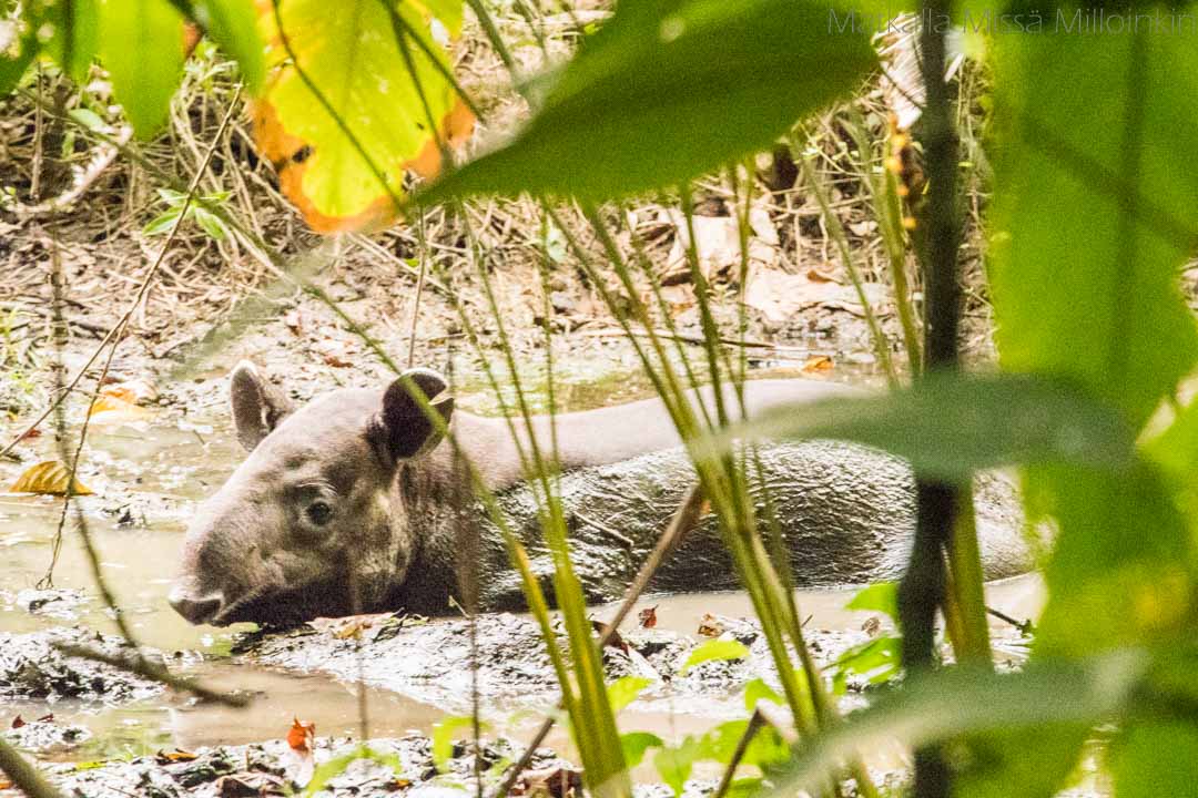 tapiiri Corcovadon kansallispuistossa, Costa Rica