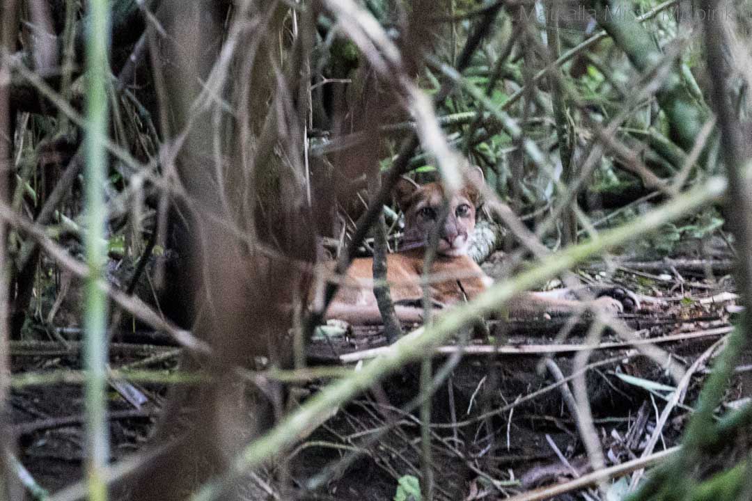 puuma, Corcovadon kansallispuisto Costa Rica