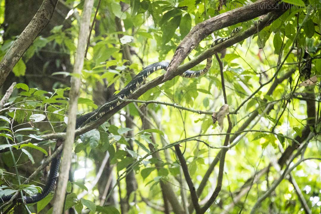 käärme Corcovadon kansallispuistossa Costa Ricassa