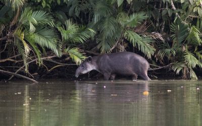 Corcovadon kansallispuisto – unelmat käyvät toteen
