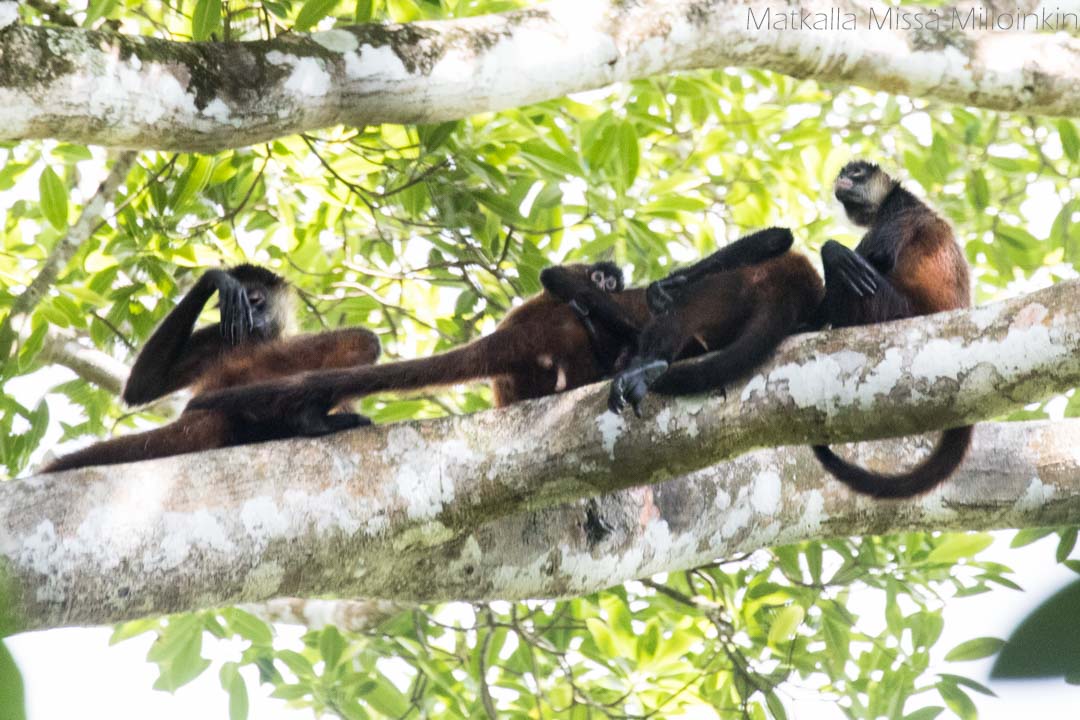Corcovadon kansallispuisto, Costa Rica