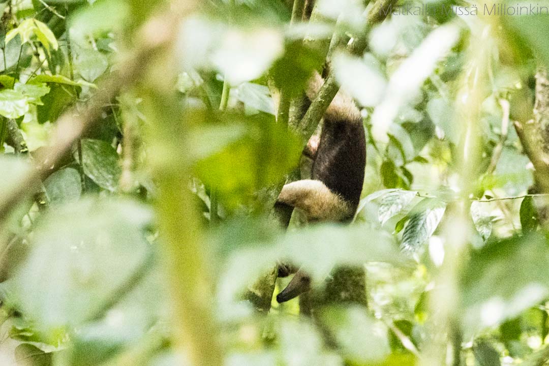 muurahaiskarhu Corcovadon kansallispuistossa, Costa Rica