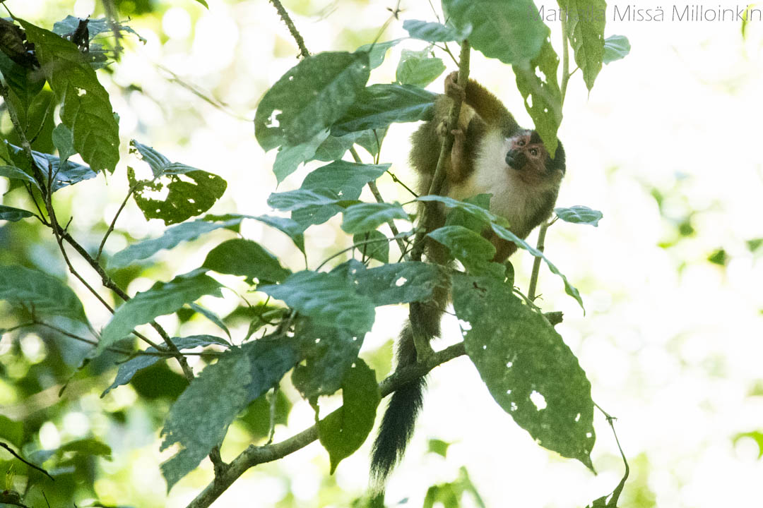 saimiri Corcovadon kansallispuistossa, Costa Rica