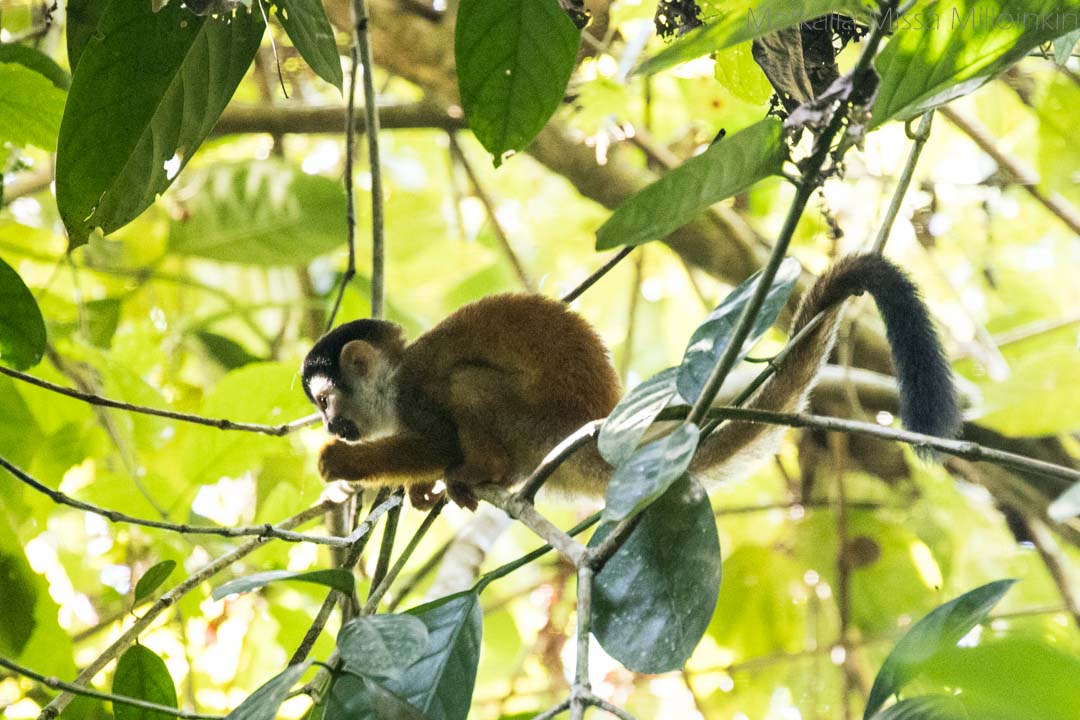 saimiri, Corcovadon kansallispuisto Costa Rica