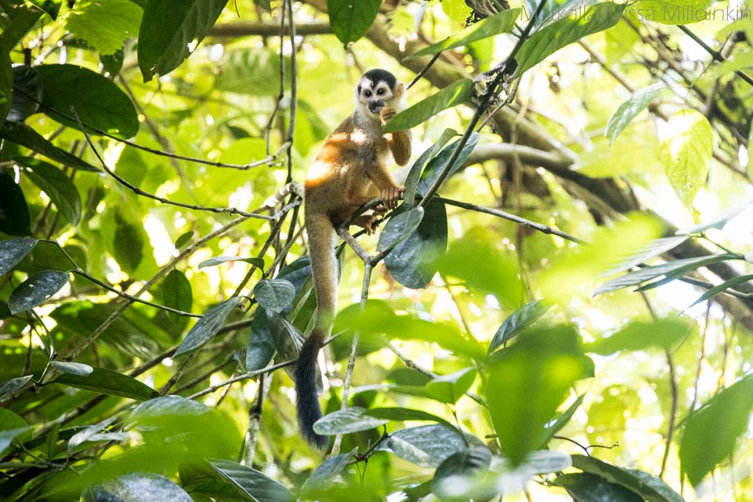 saimiri, Corcovadon kansallispuisto Costa Rica