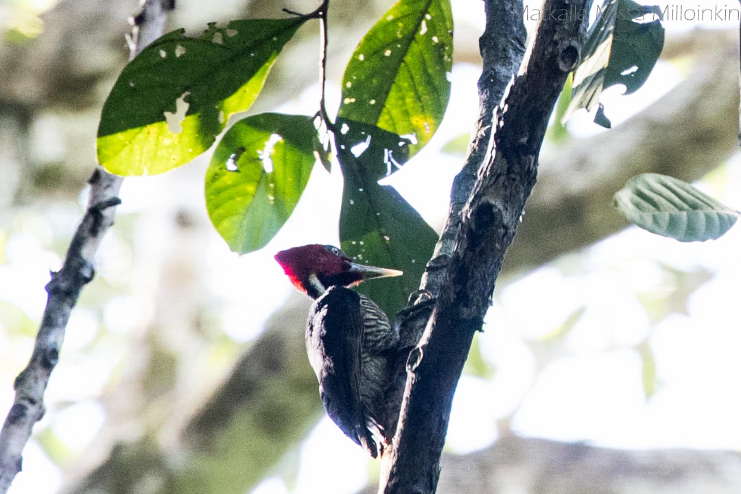 Corcovadon kansallispuisto Costa Rica