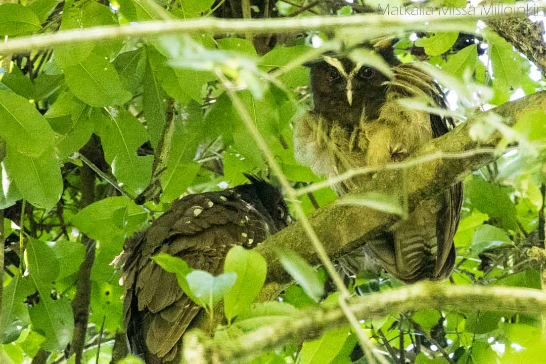 pöllö Corcovadon kansallispuistossa, Costa Rica 