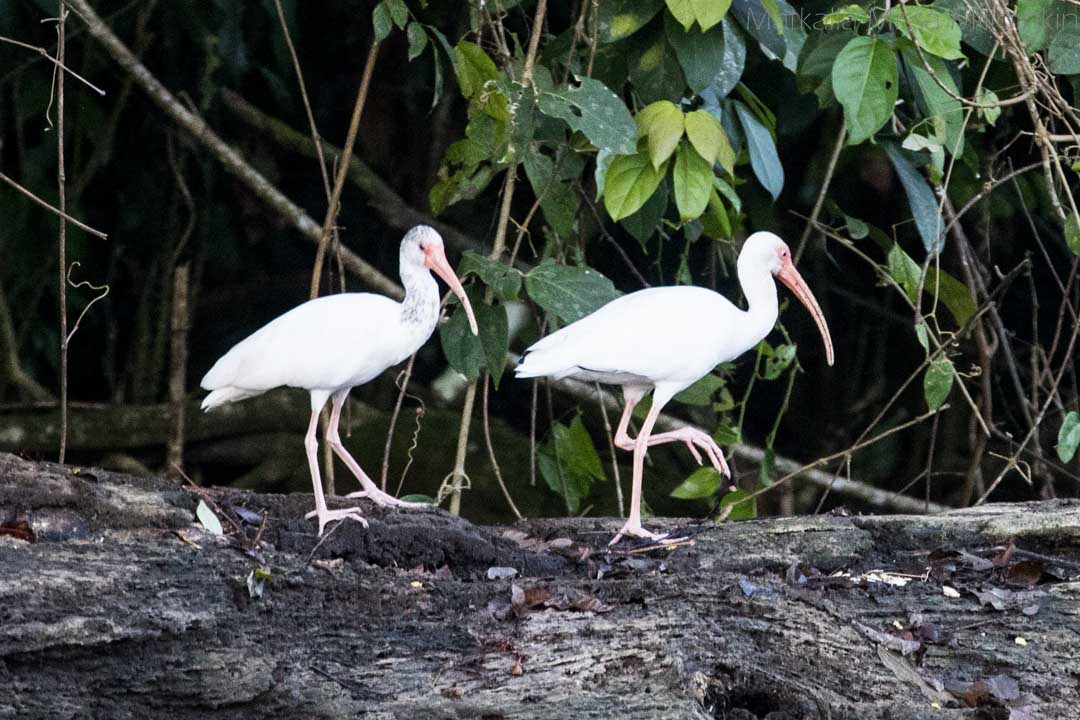 ibis-lintuja Corcovadon kansallispuistossa Costa Ricassa