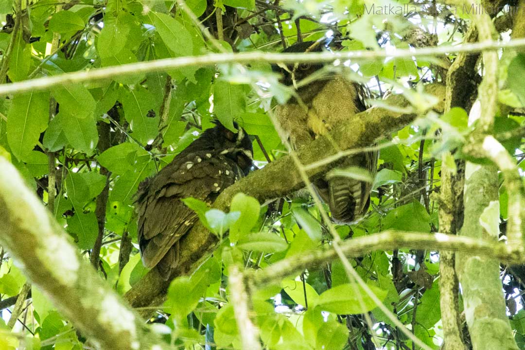 pöllö Corcovadon kansallispuistossa, Costa Rica 