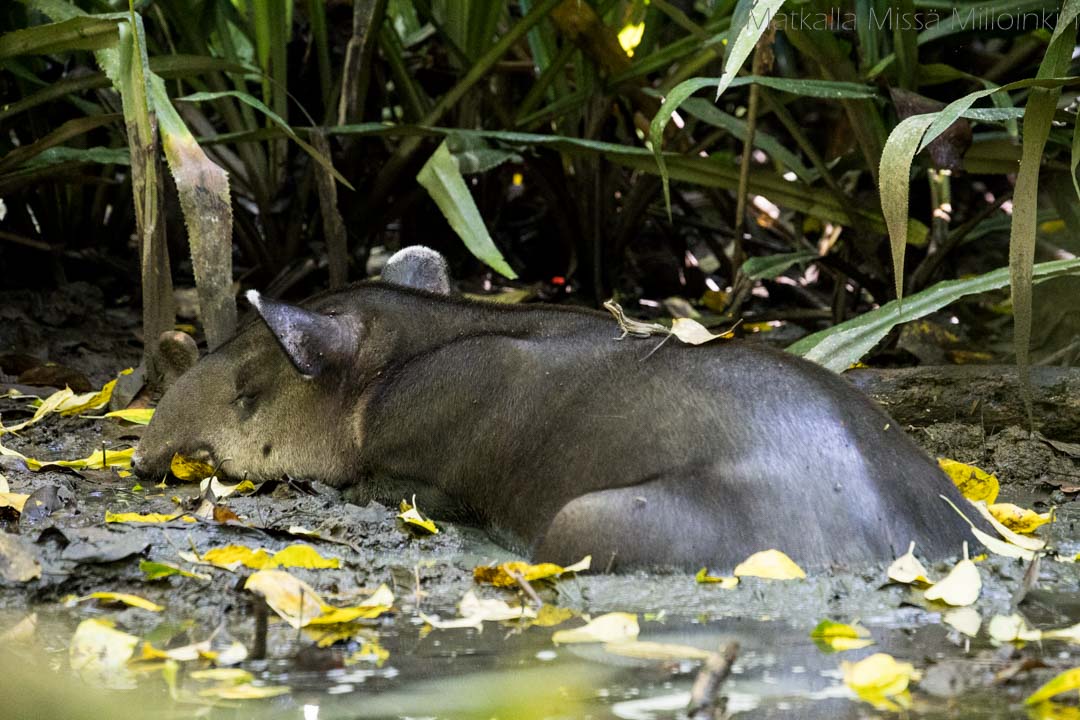 tapiiri, Corcovadon kansallispuisto Costa Rica