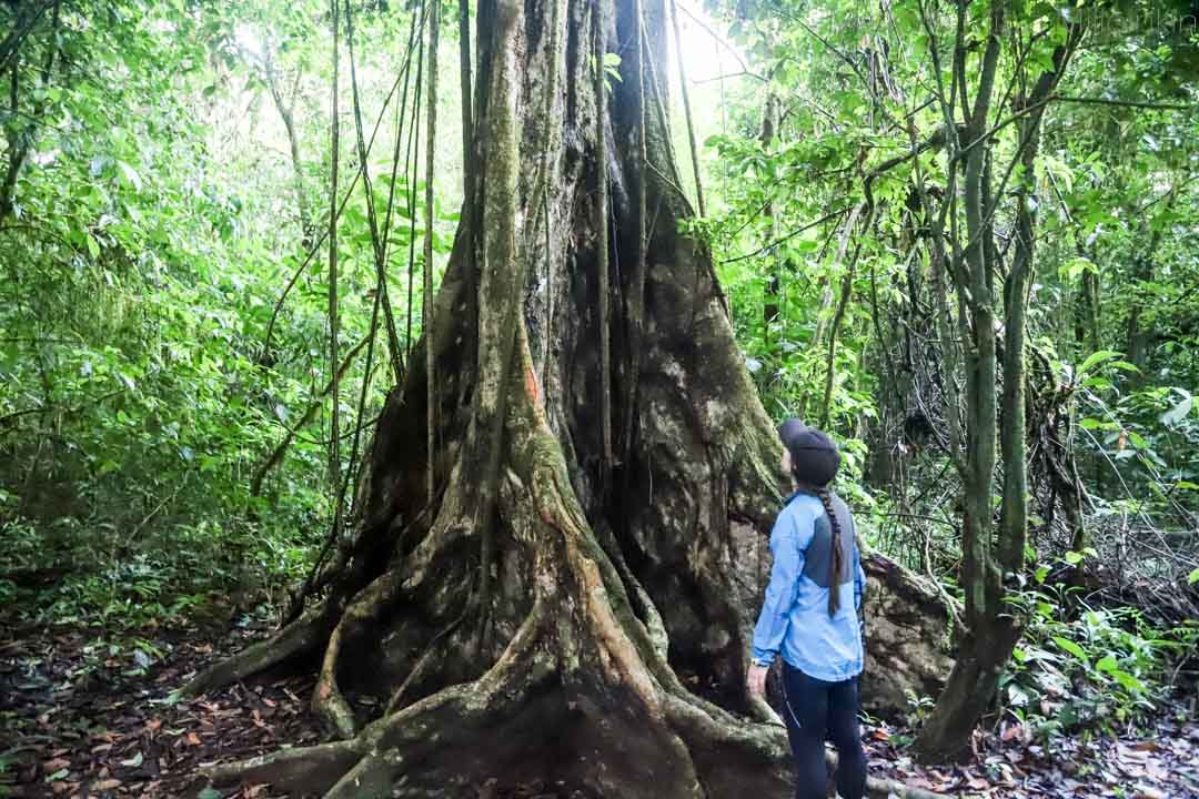Corcovadon kansallispuisto, Costa Rica