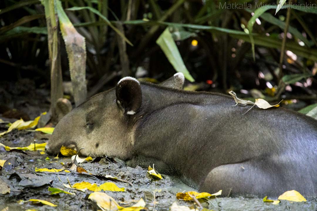tapiiri, Corcovadon kansallispuisto Costa Rica