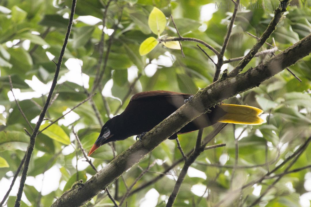 Marino Ballenan kansallispuisto Costa Rica