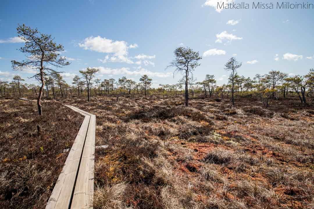 Isosuo-13 Puurijärvi-Isosuon kansallispuisto