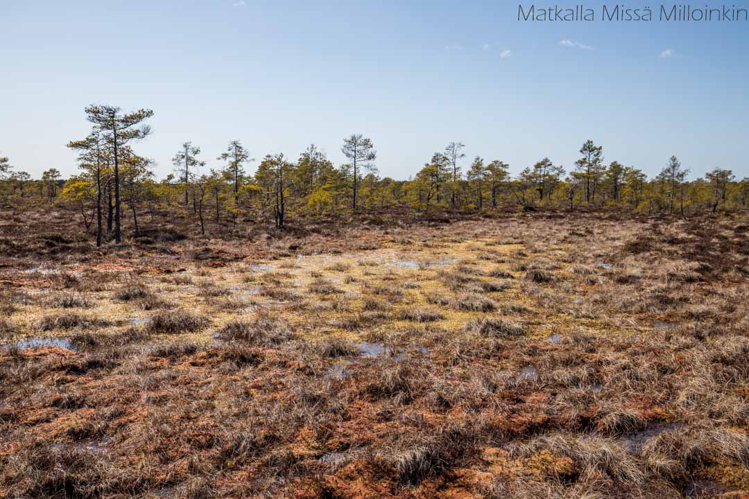 Isosuo-16 Puurijärvi-Isosuon kansallispuisto