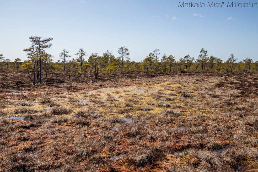 Puurijärvi-Isosuon kansallispuisto