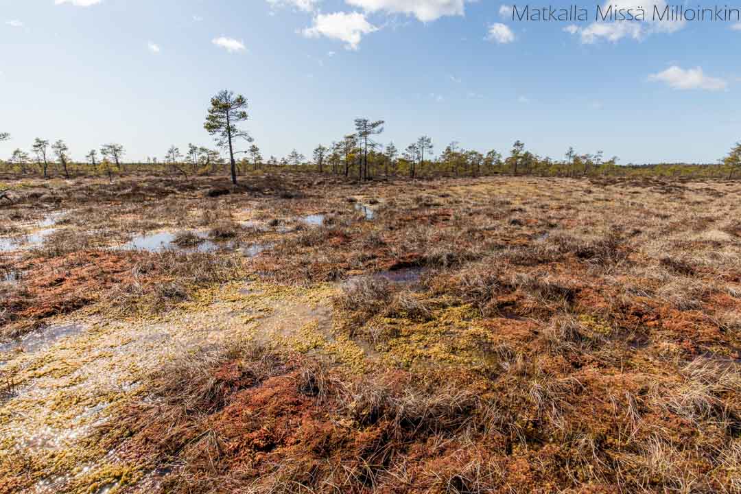 Isosuo-17 Puurijärvi-Isosuon kansallispuisto
