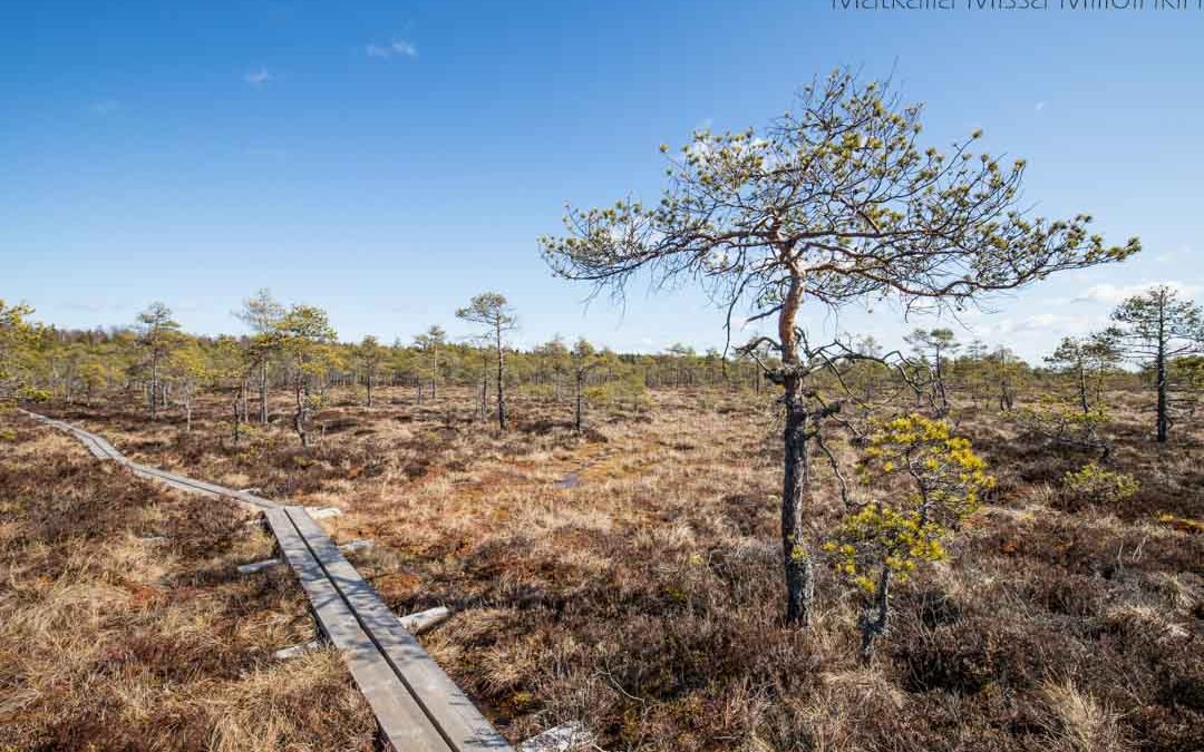 Puurijärvi-Isosuon kansallispuisto  – retki Suomen erikoisimpaan kansallispuistoon