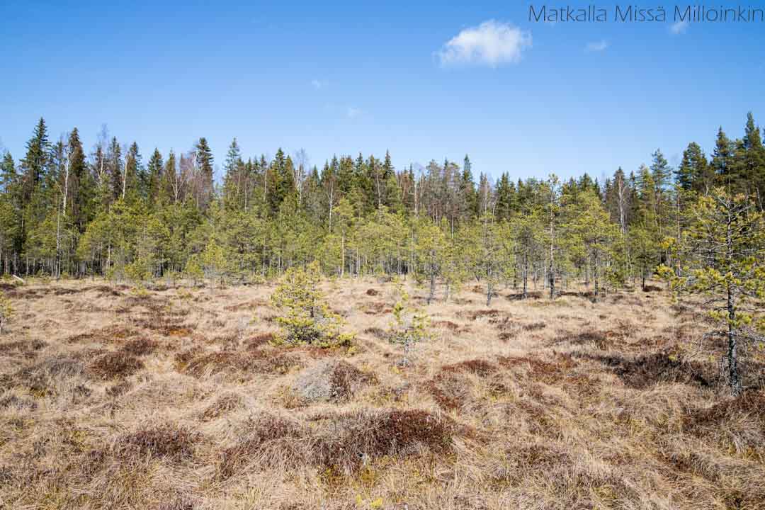 Isosuo-20 Puurijärvi-Isosuon kansallispuisto