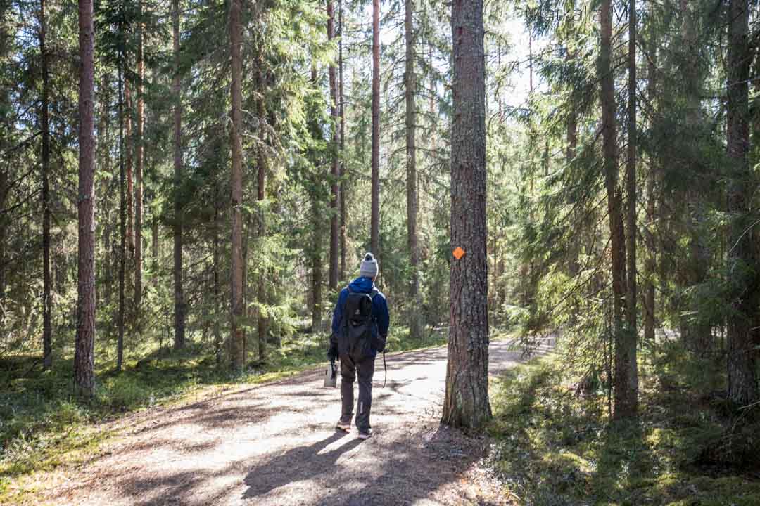 Kärjenkallion lintutorni-1 polku Kärjenkallion lintutornille