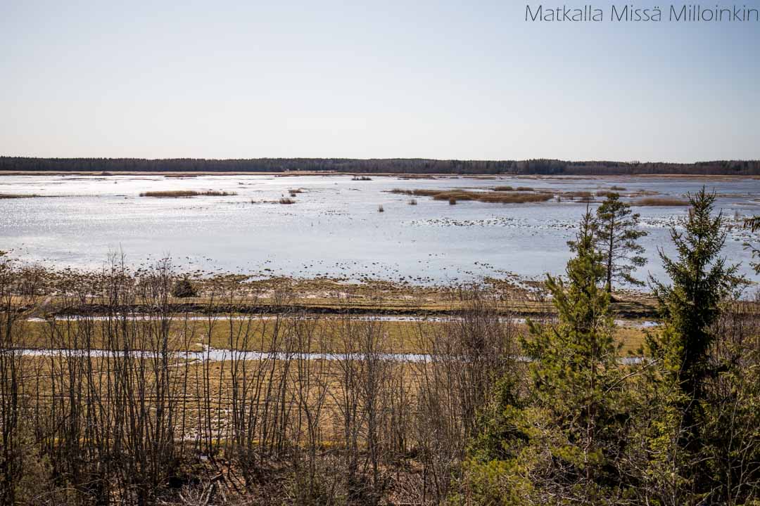 Kärjenkallion lintutorni-5 Kärjenkallion katselulava