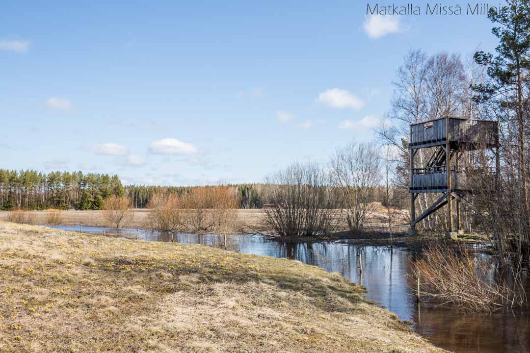 Mutilahden lintutorni-5 Mutilahden lintutorni