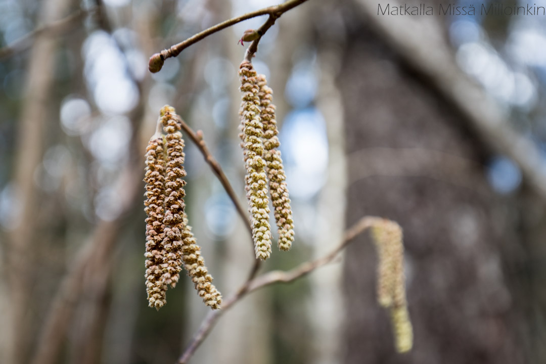Radanrakentajien hautausmaa, Lahti Cityspotting