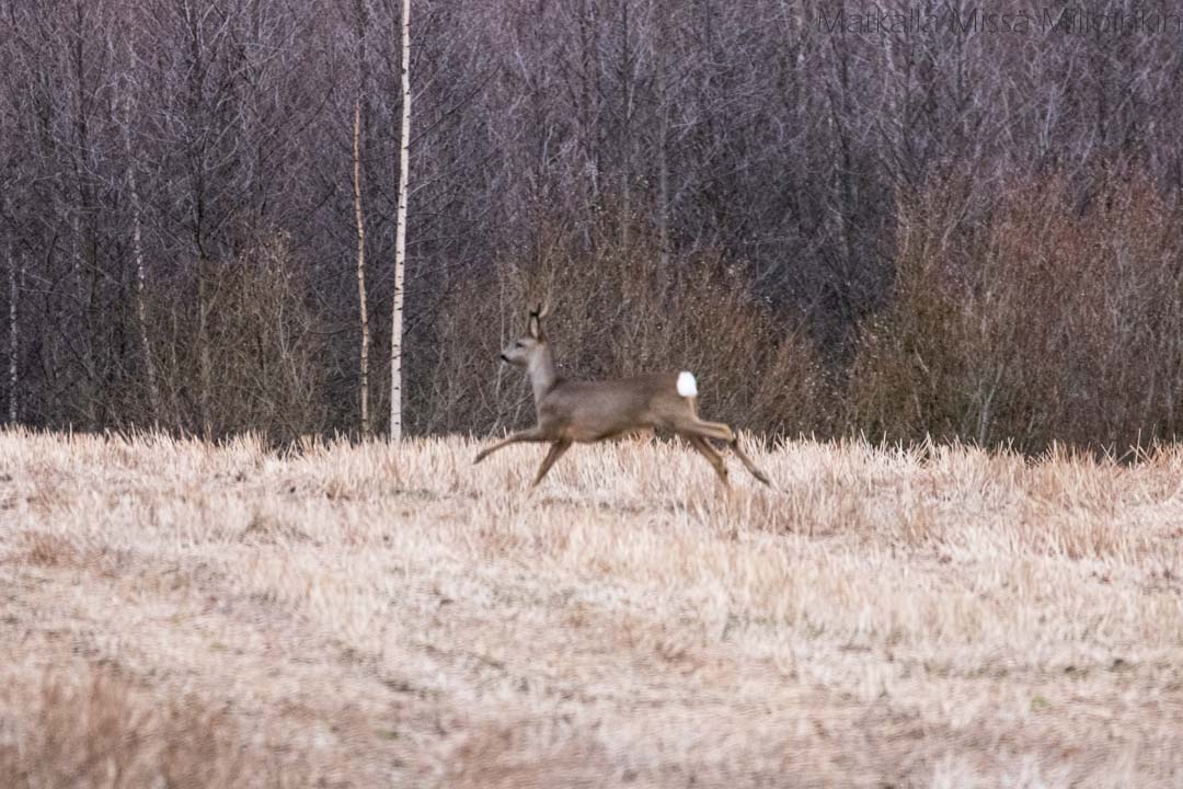 metsäkauris