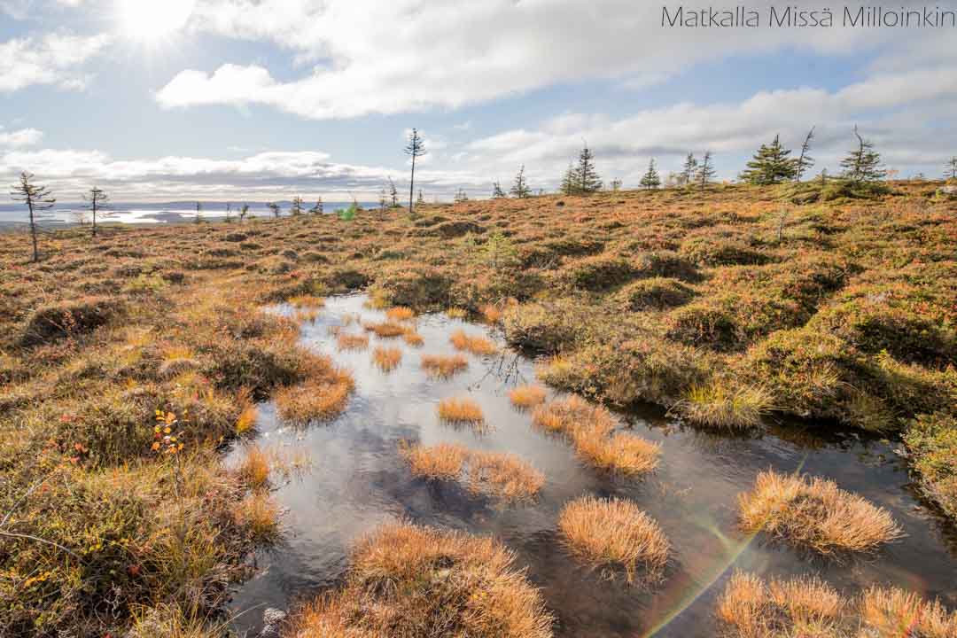 Riisin rietas, Riisitunturin kansallispuisto syksyllä